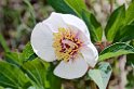 Rosa di montagna